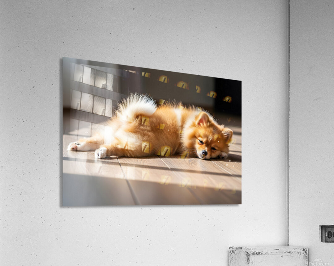Pomeranian Puppy Discovers The Perfect Sploot Position Acrylic Print