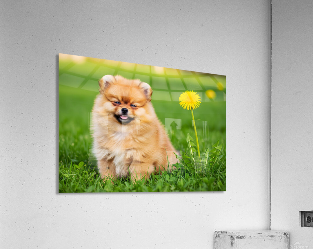Happy Pomeranian Puppy After Discovering New Scent Acrylic Print