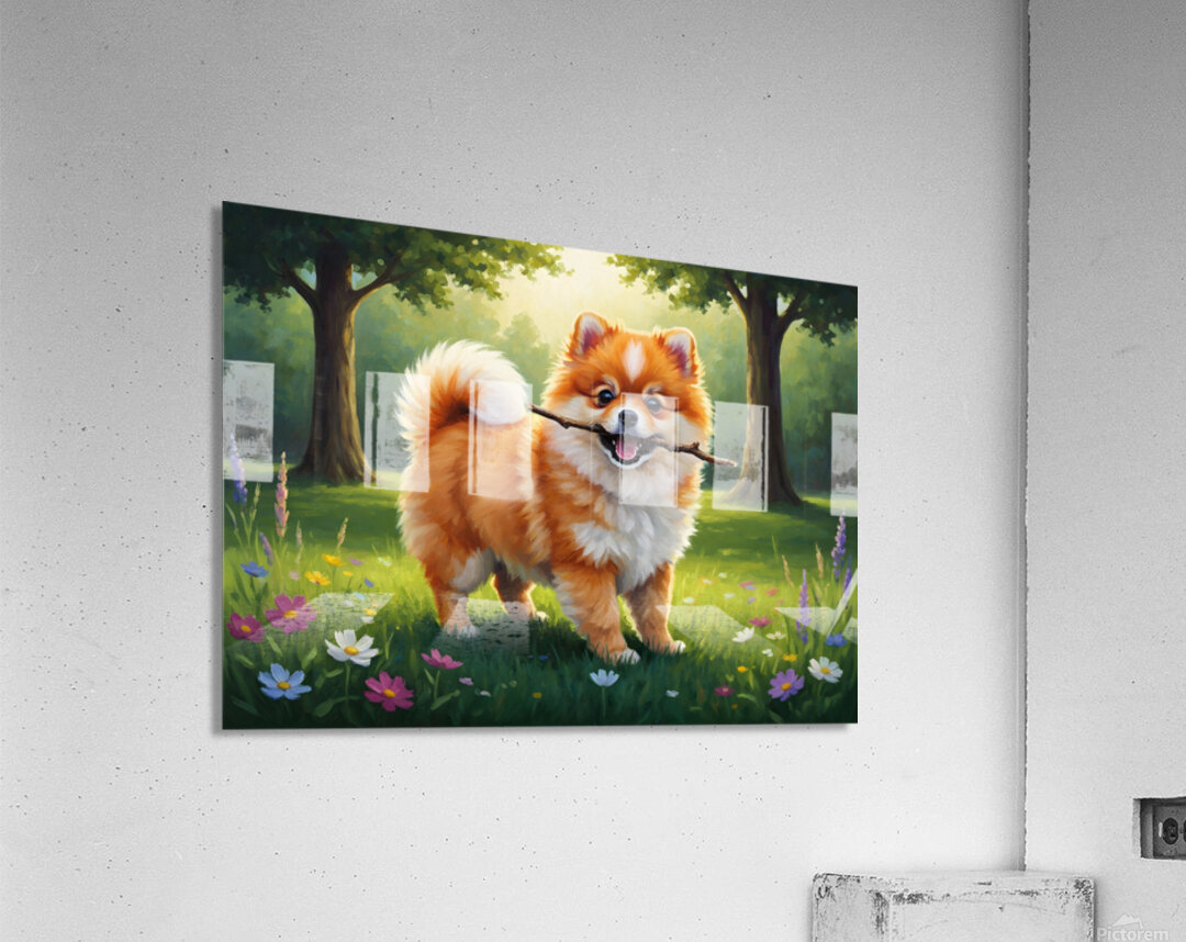 Pomeranian Puppy Discovers Perfect Stick Acrylic Print