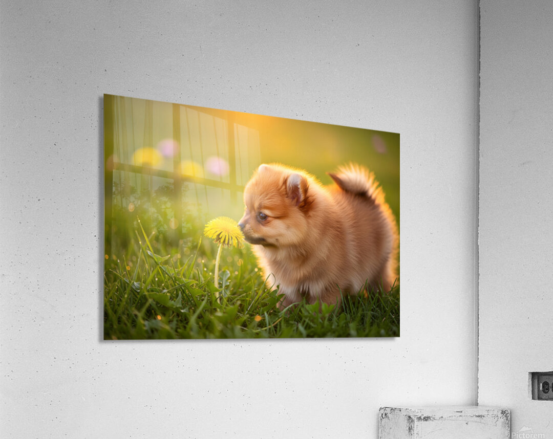 Pomeranian Puppy Discovers Yellow Dandelion In Meadow Acrylic Print