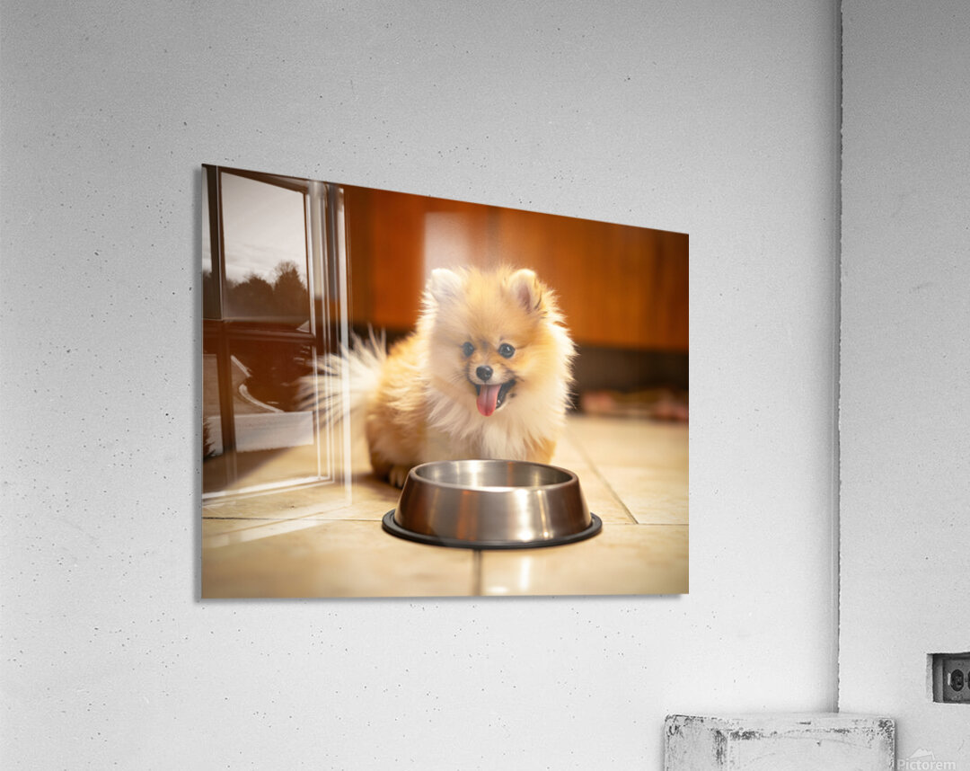Pomeranian Puppy Waits By Empty Food Bowl Acrylic Print