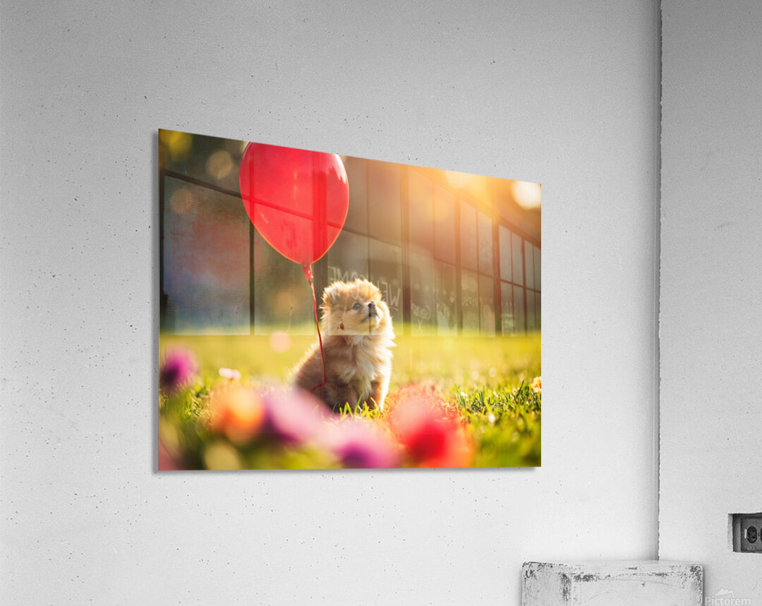 Pomeranian Puppy Discovers Floating Red Balloon Acrylic Print