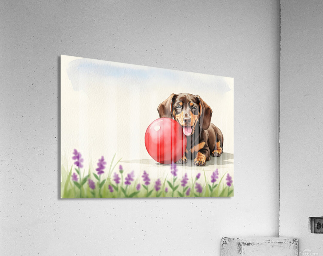 Exhausted Dachshund Puppy Rests Beside The Giant Ball Acrylic Print