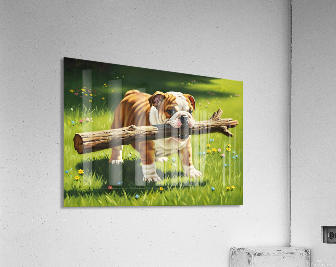 Bulldog Puppy Finds Big Wooden Stick Acrylic Print