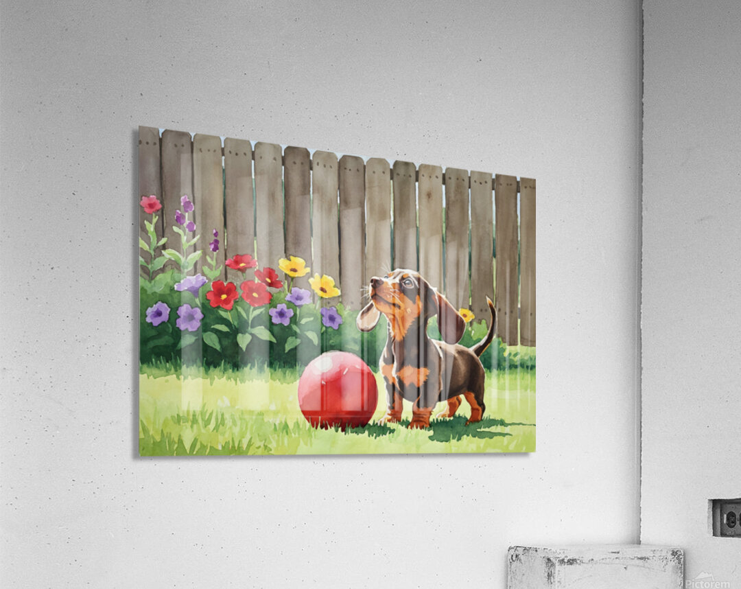 Dachshund Puppy Discovers Giant Red Ball Acrylic Print