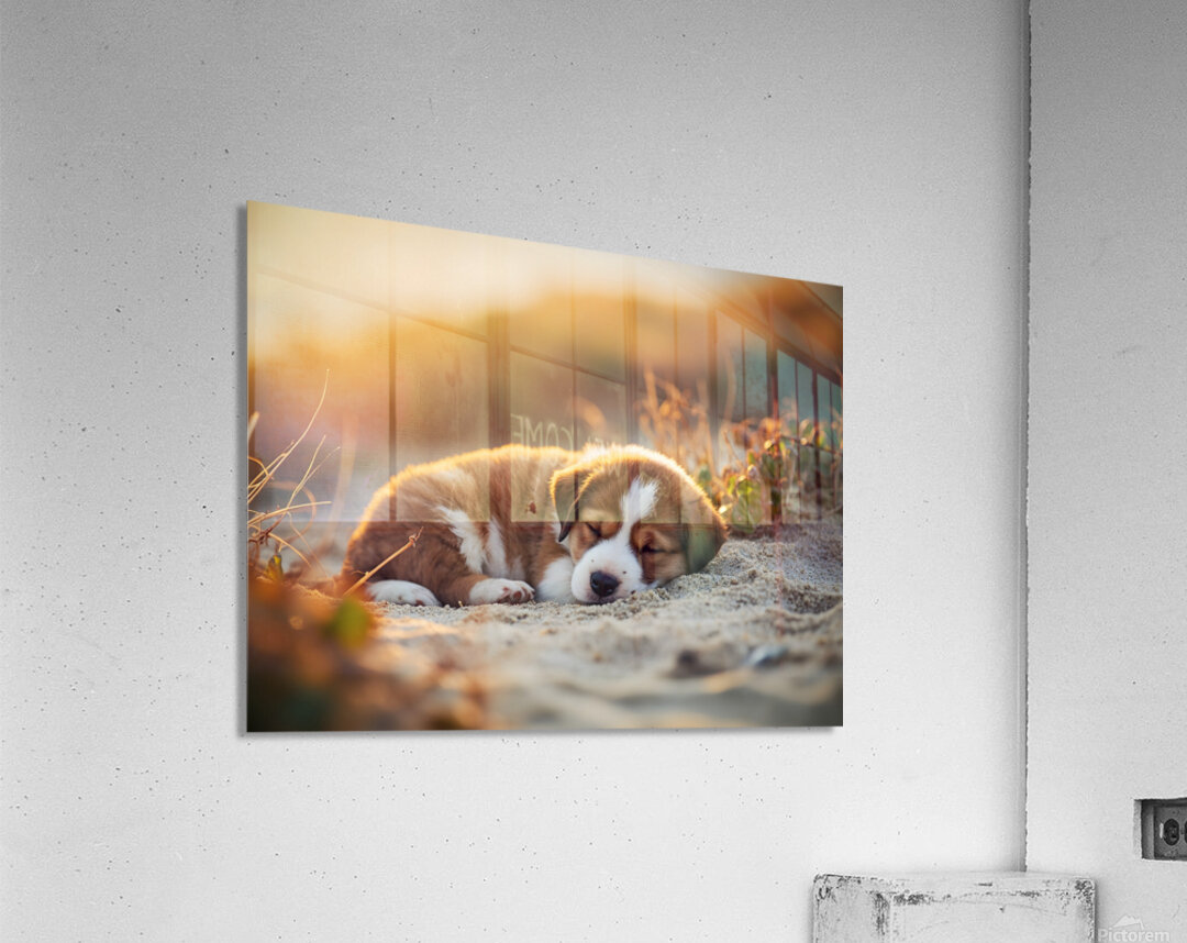 Bulldog Puppy Naps In Sandy Bed Acrylic Print