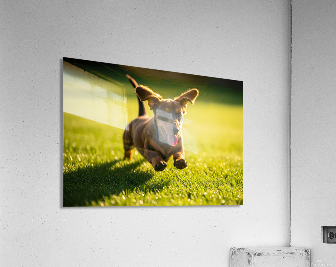 Happy Dachshund Puppy Celebrates Training Success Acrylic Print