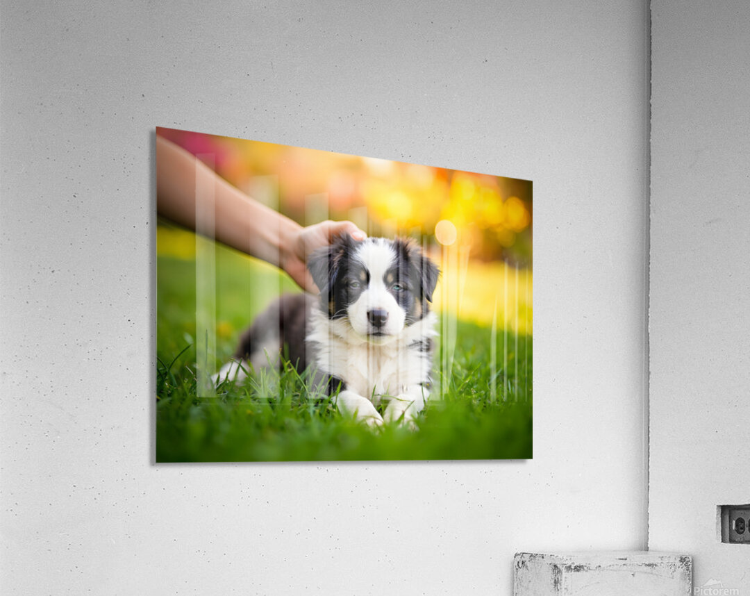 Border Collie Puppy Feeling Sleepy After Ear Scratches Acrylic Print