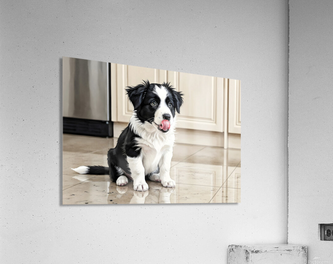 Border Collie Puppy Anticipates Delicious Treat Acrylic Print