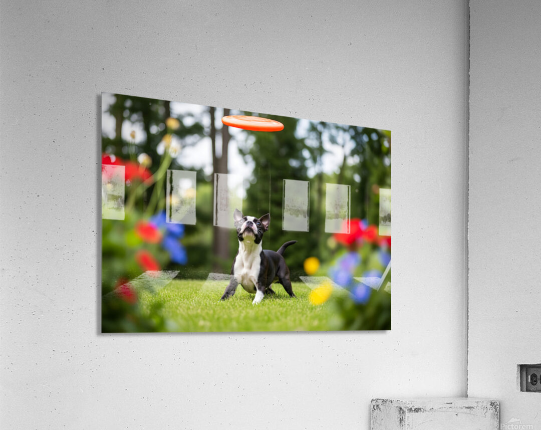 Boston Terrier Puppy Ready To Leap For Frisbee Acrylic Print