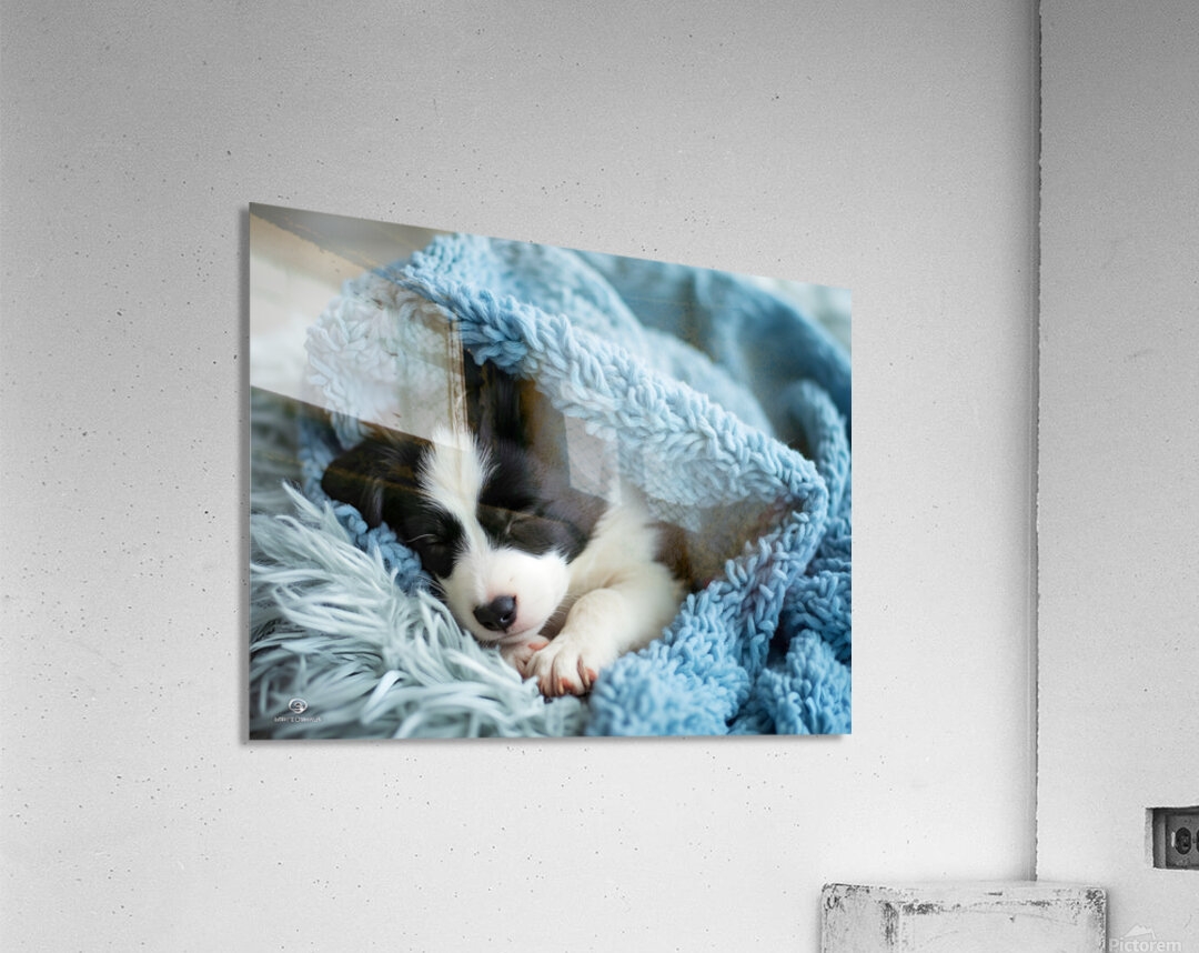 Border Collie Puppy Dreams Under Soft Blanket Acrylic Print