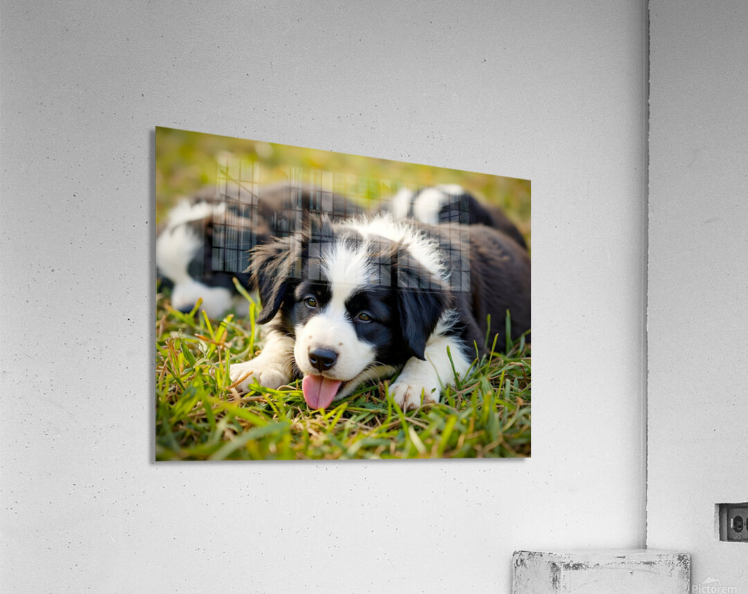 Happy Border Collie Puppy Rests After Playtime Acrylic Print
