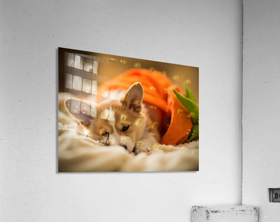 Sleepy Corgi Puppy Rests After Halloween Costume Adventure Acrylic Print