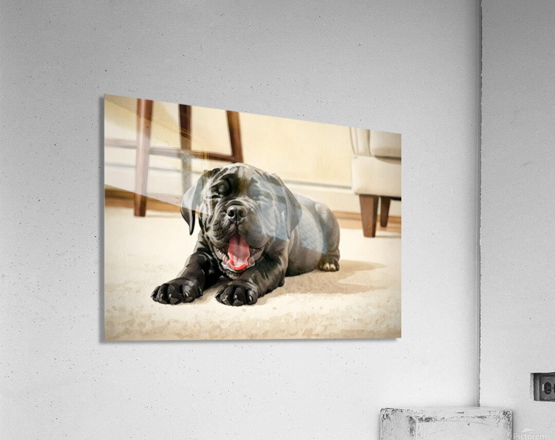 Cane Corso Puppy Stretches After Peaceful Nap Acrylic Print