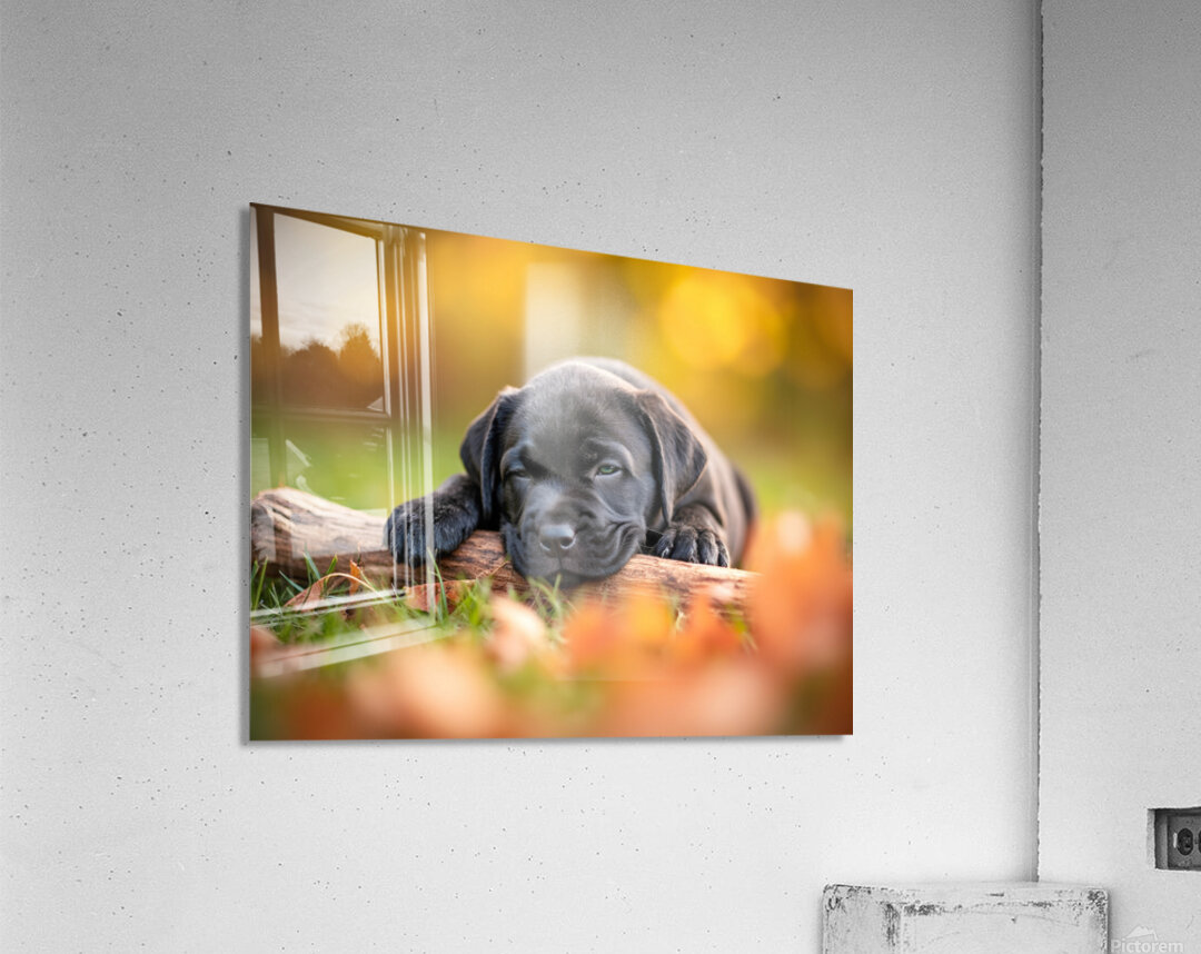 Content Cane Corso Puppy Rests On Stick Pillow Acrylic Print