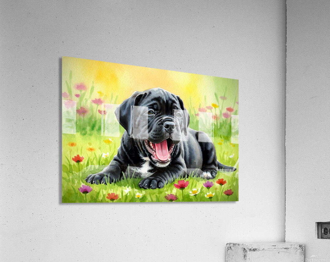 Sleepy Cane Corso Puppy Yawns In Garden Acrylic Print