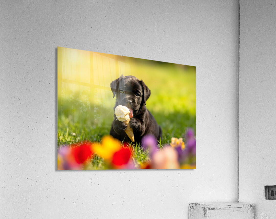Cane Corso Puppy Discovers Sweet Ice Cream Treat Acrylic Print