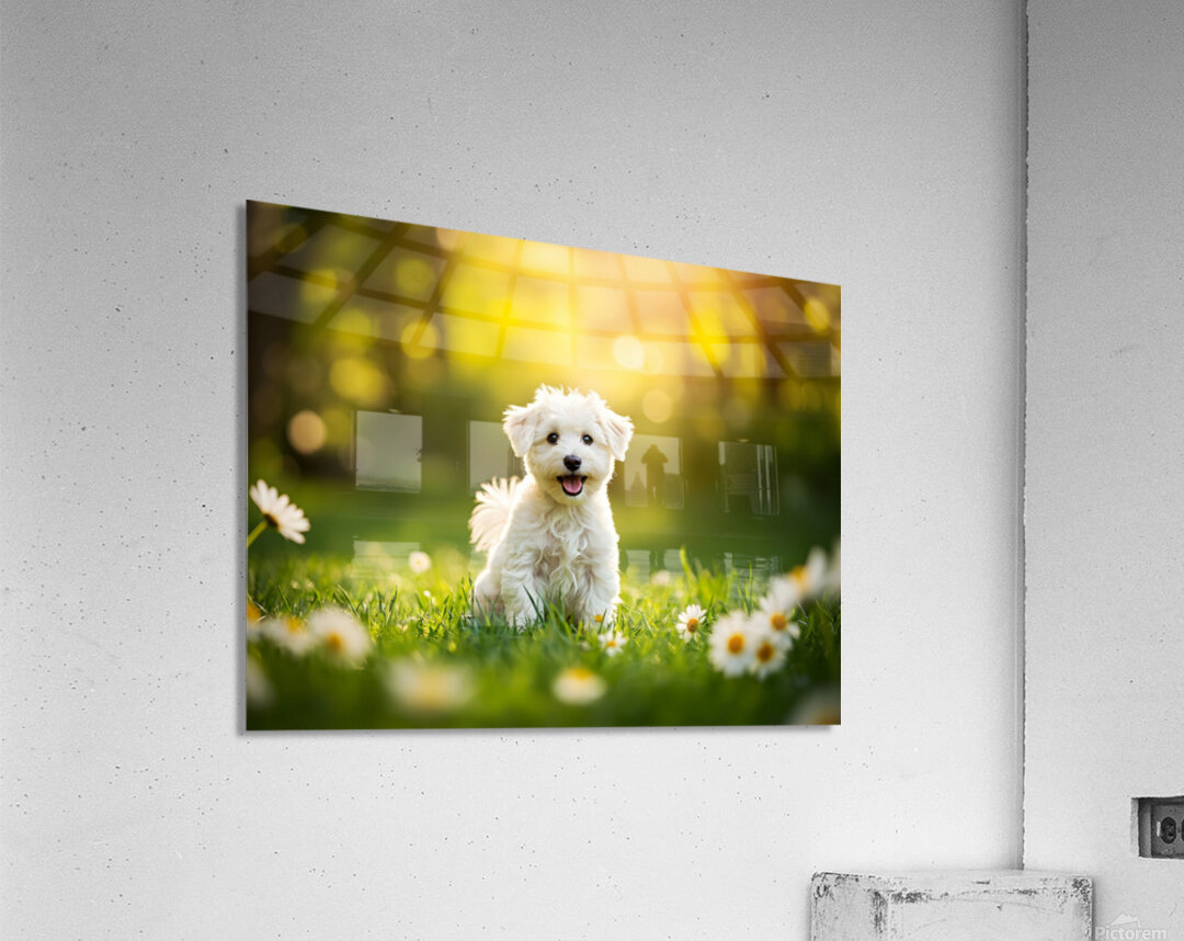 Proud Bichon Puppy Celebrates Successful Stay Training Acrylic Print