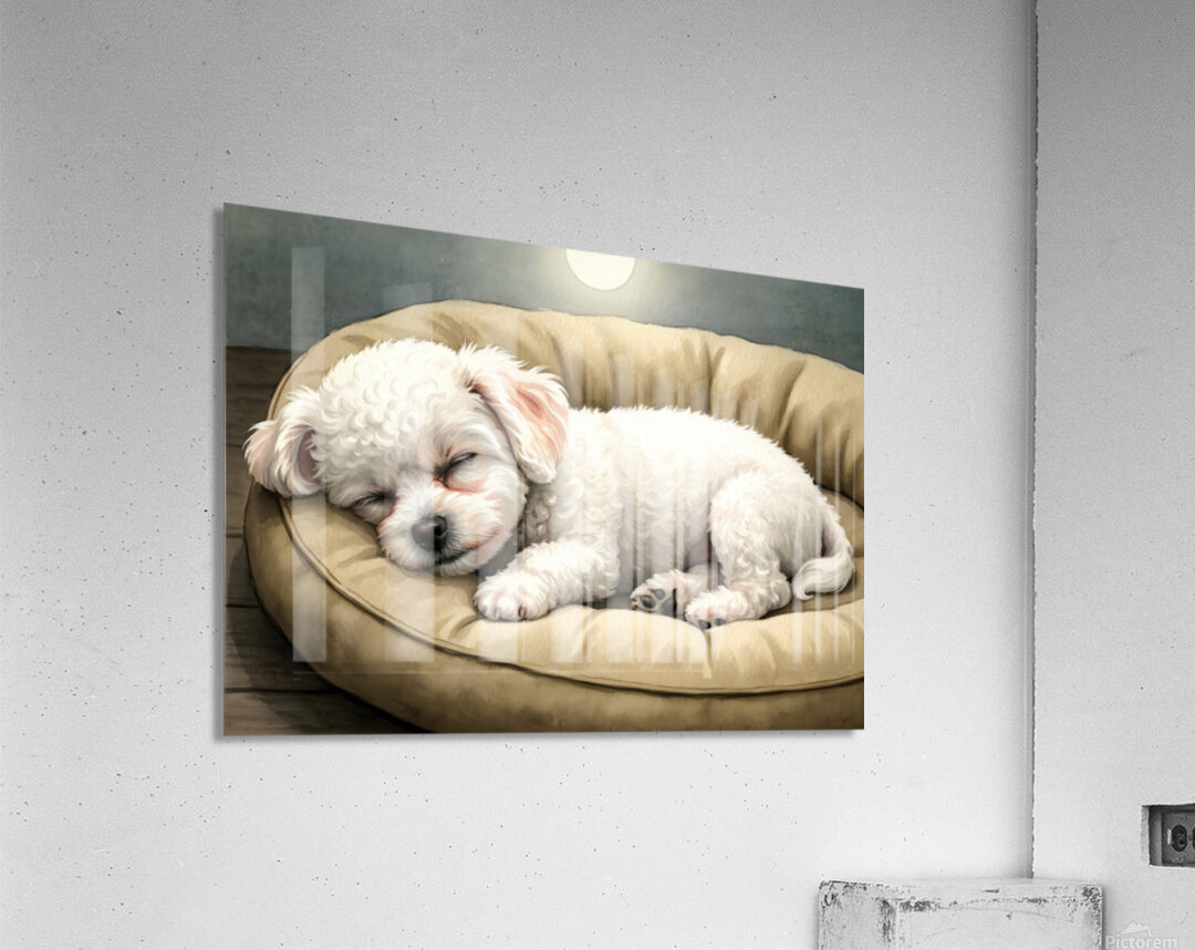 Bichon Frise Puppy Dreams Peacefully Acrylic Print