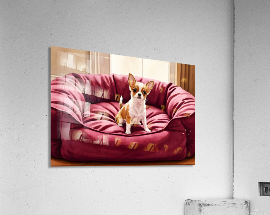 Tiny Chihuahua Puppy Discovers Giant Dog Bed Acrylic Print