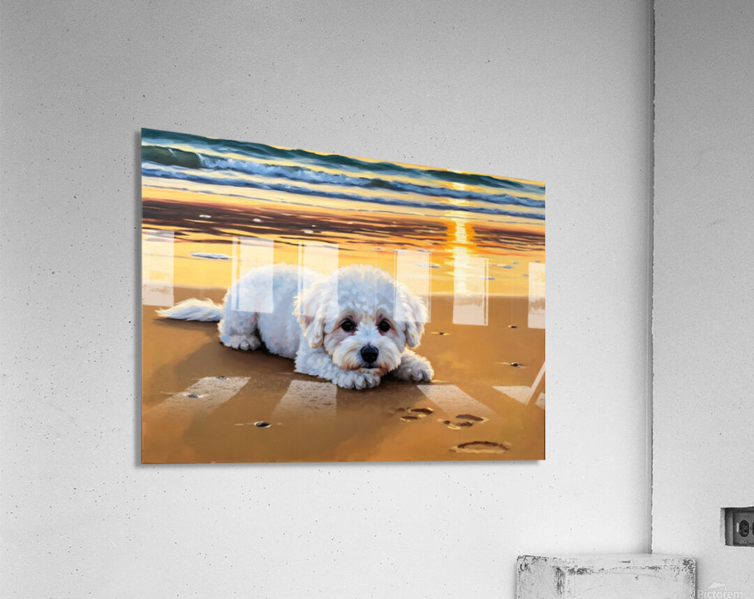 Content Bichon Frise Puppy Rests On Beach Acrylic Print