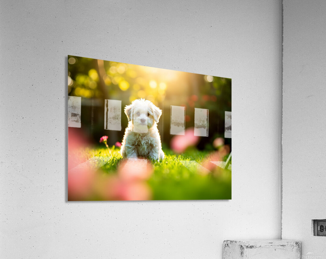 Bichon Puppy Begins Stay Training In Garden Acrylic Print