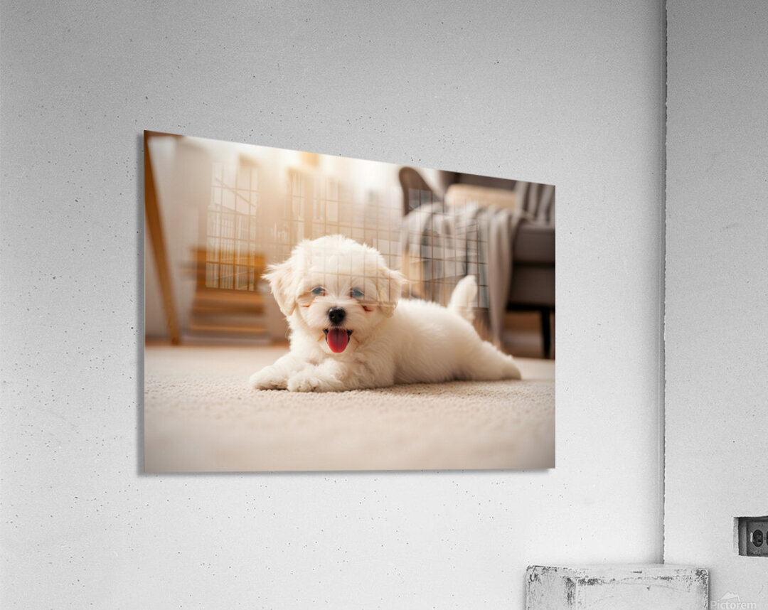 Tired Bichon Frise Puppy Rests After Zoomies Fun Acrylic Print