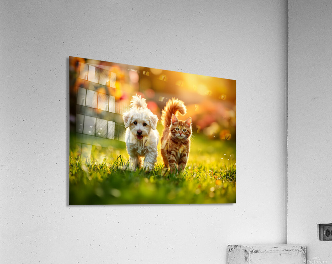 Bichon Frise Puppy And Cat Walk Together As Friends Acrylic Print