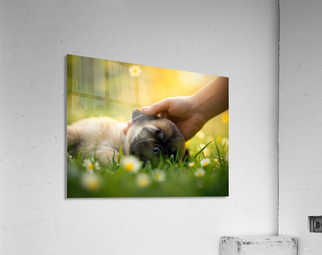 Sleepy Pug Puppy Rests After Perfect Ear Scratches Acrylic Print