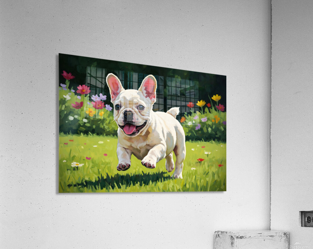French Bulldog Puppy Running In Sunny Yard Acrylic Print