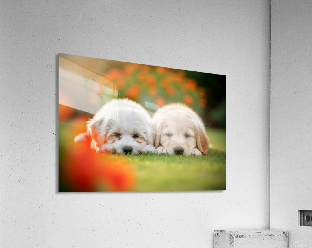 Tired Bichon Frise Puppies Resting After Playing In The Garden Acrylic Print
