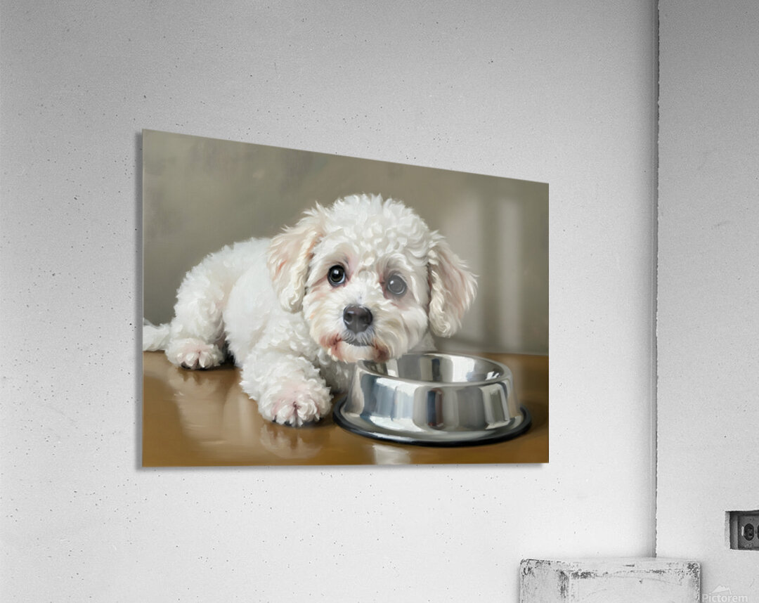 Patient Bichon Frise Puppy Waits By Food Bowl Acrylic Print