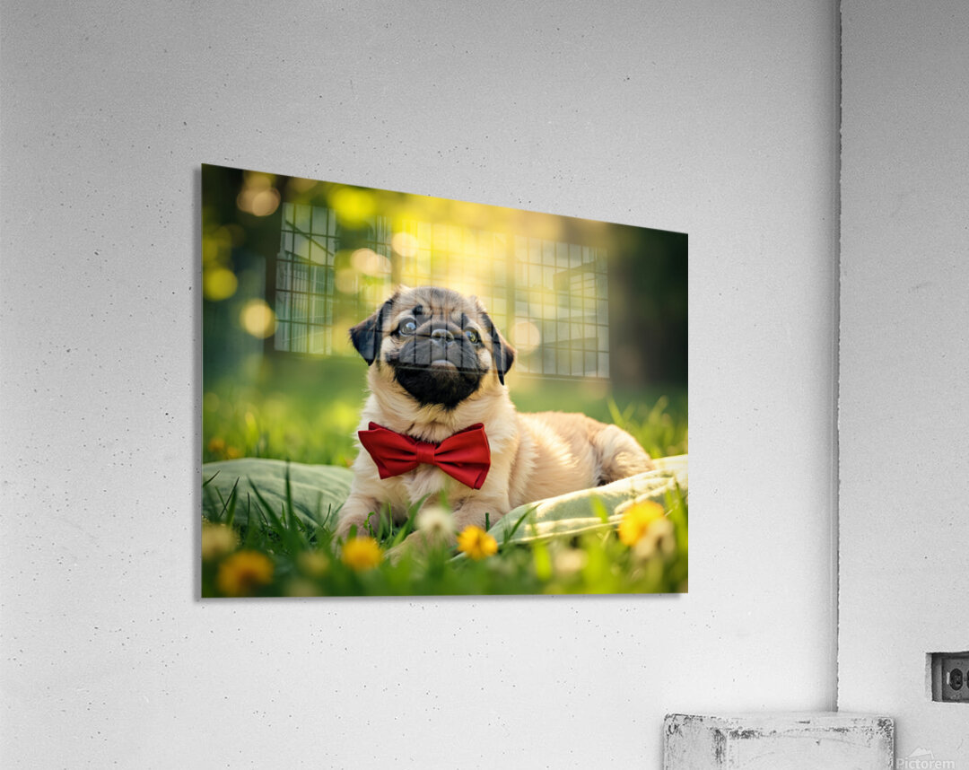 Pug Puppy Relaxes After Fun Day Acrylic Print