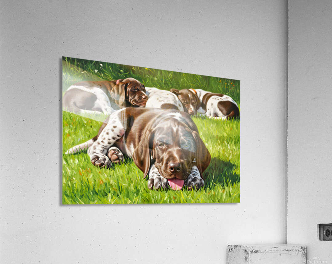 Tired German Shorthaired Pointer Puppy After Playing Acrylic Print