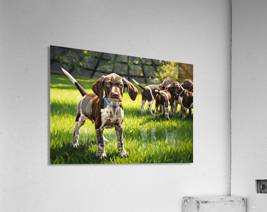 German Shorthaired Pointer Puppy Ready For Playtime Acrylic Print