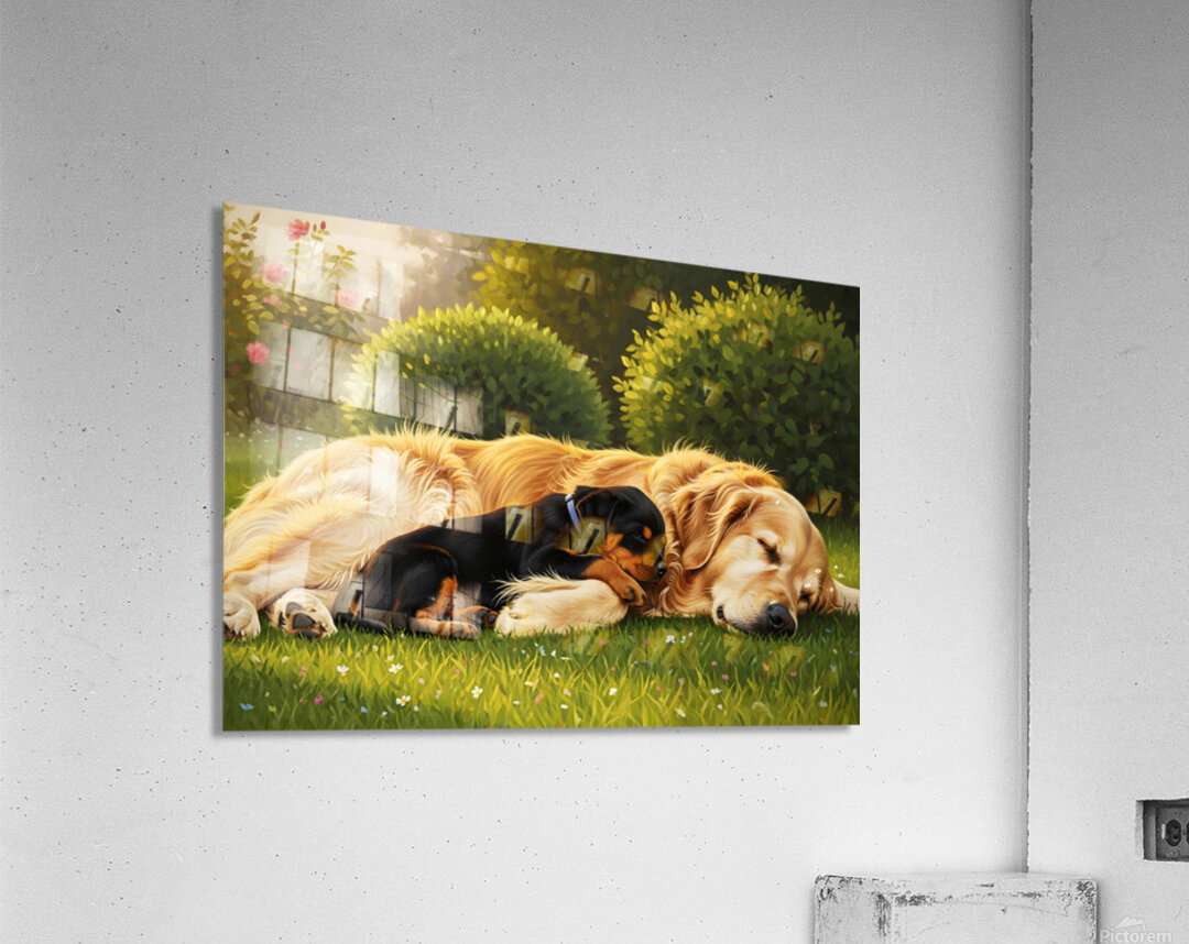 Sleepy Puppy Rests Safely Between Big Dogs Protective Paws Acrylic Print