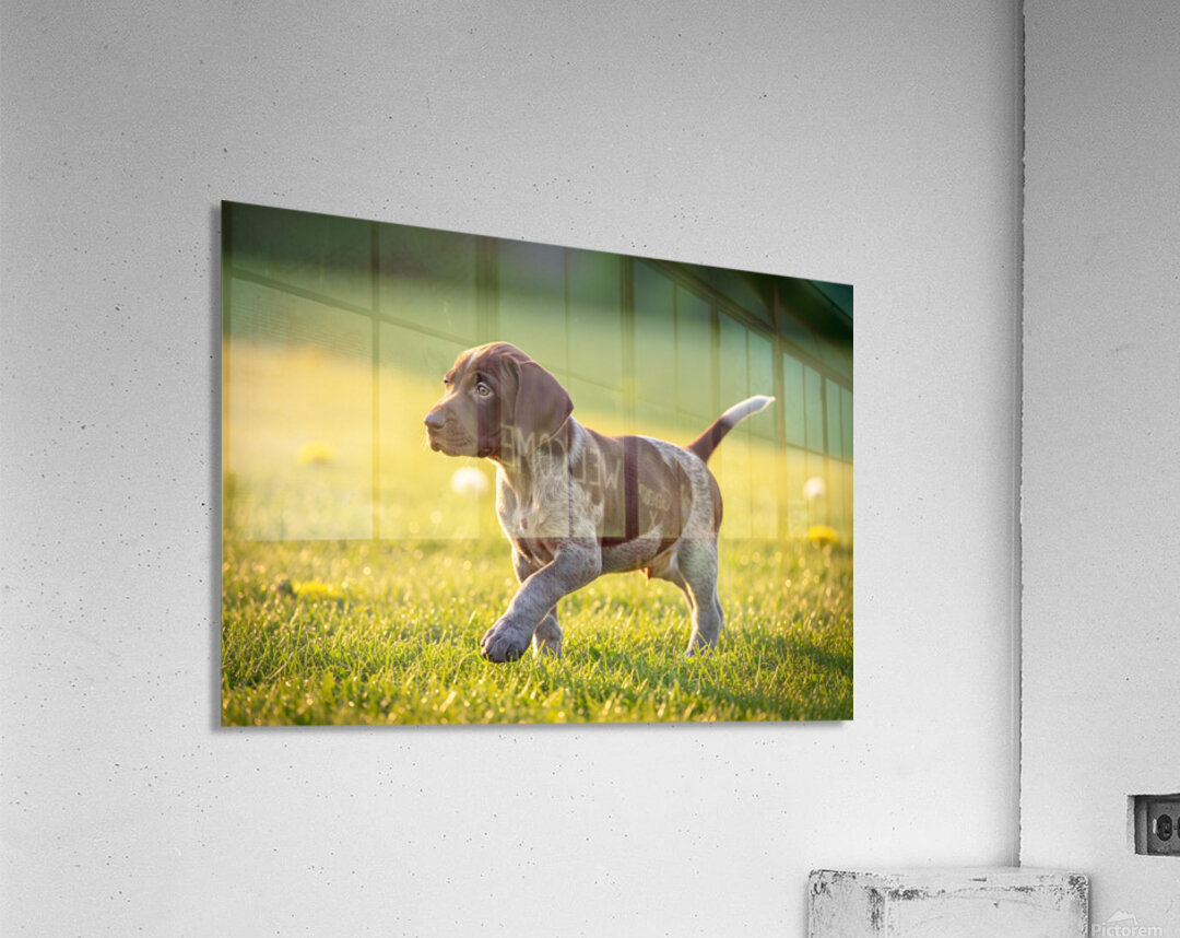 Confident Puppy Masters The Art Of Walking Acrylic Print