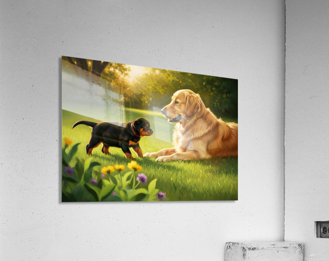 Rottweiler Puppy Meets Big Golden Friend In Garden Acrylic Print