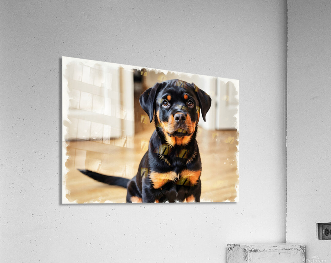 Eager Rottweiler Puppy Hopes For More Scratches Acrylic Print
