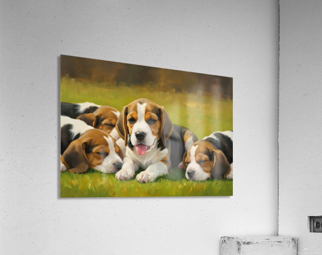Beagle Puppy Rests After Energetic Play Session Acrylic Print
