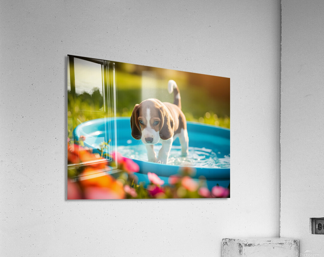 Beagle Puppy Discovers The Kiddie Pool Acrylic Print