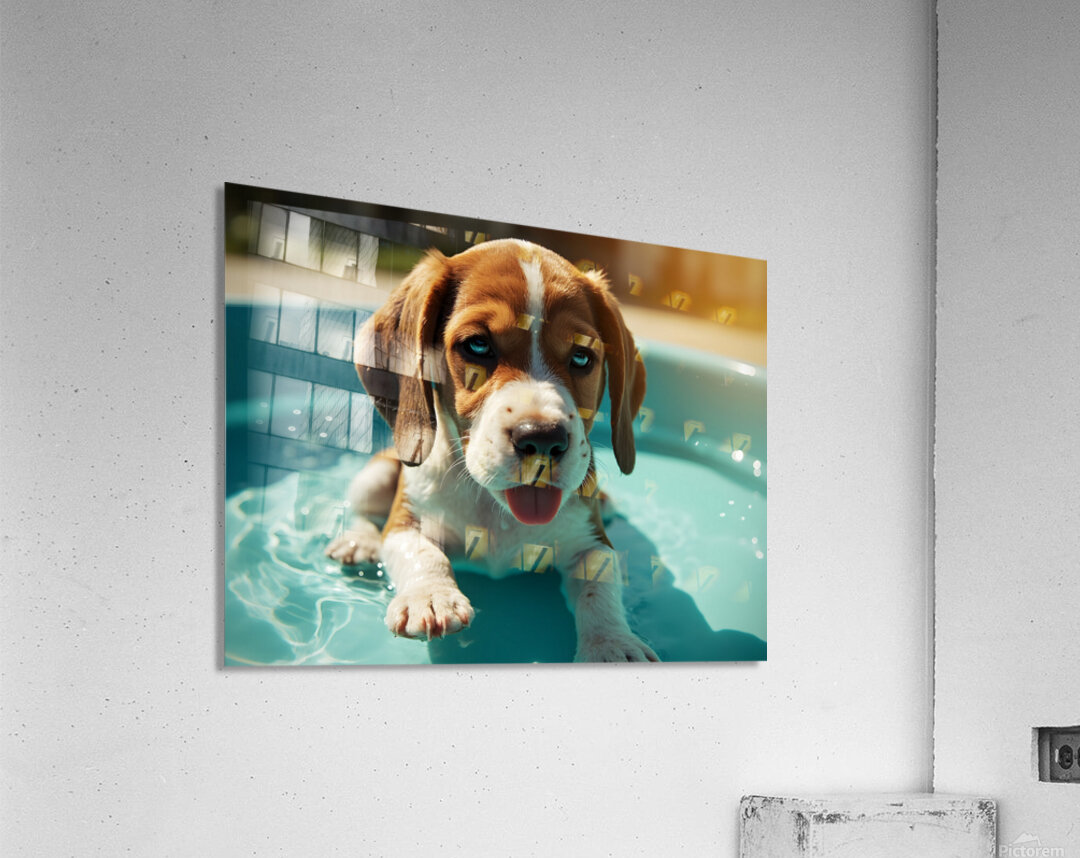 Tired Beagle Puppy Rests In The Kiddie Pool Acrylic Print