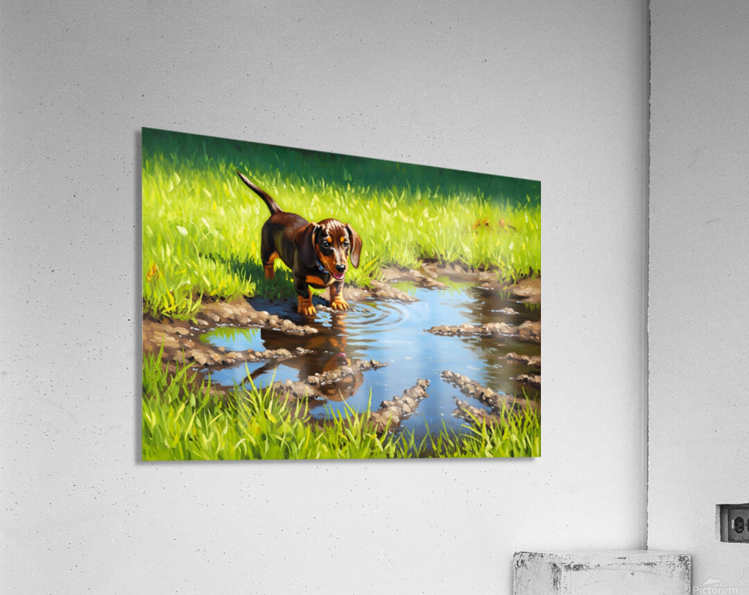 Dachshund Puppy Discovers Muddy Puddle Acrylic Print