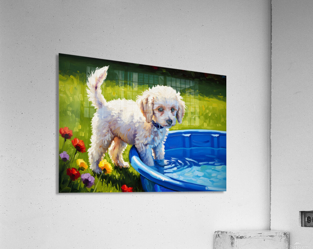Poodle Puppy Discovers The Kiddie Pool Acrylic Print