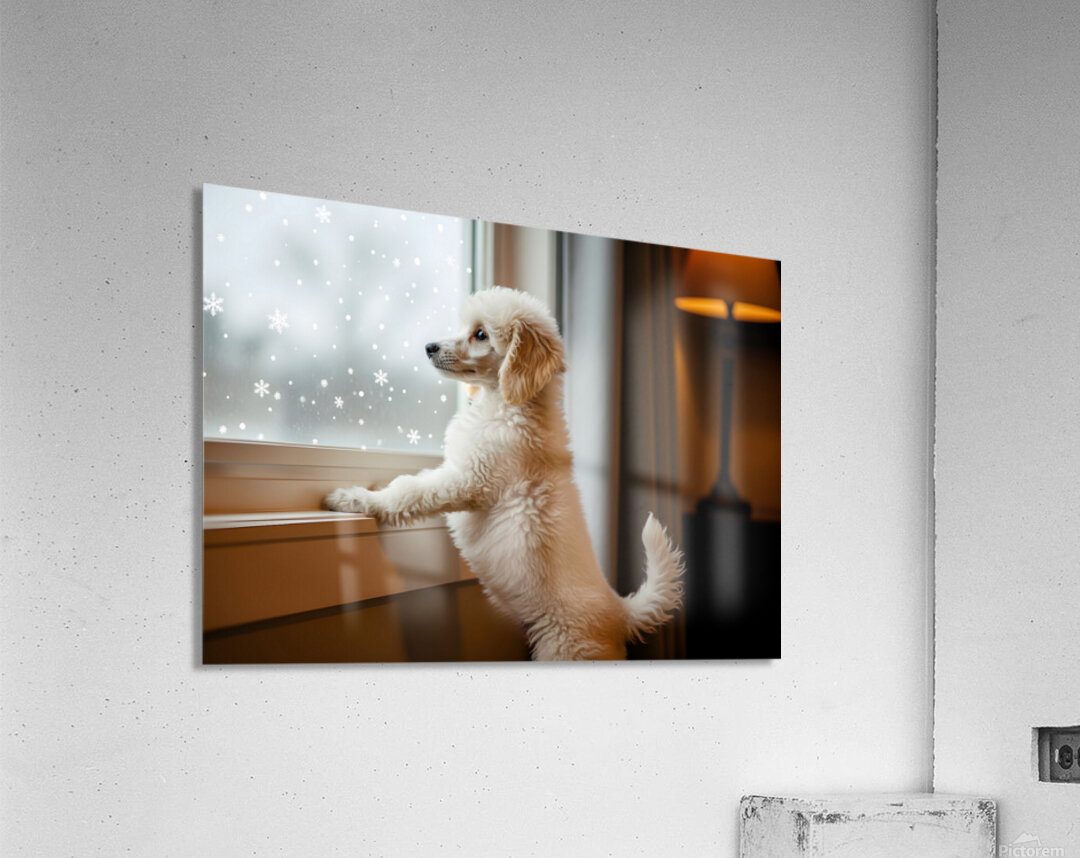 Poodle Puppy Discovers First Snowfall Through Window Acrylic Print