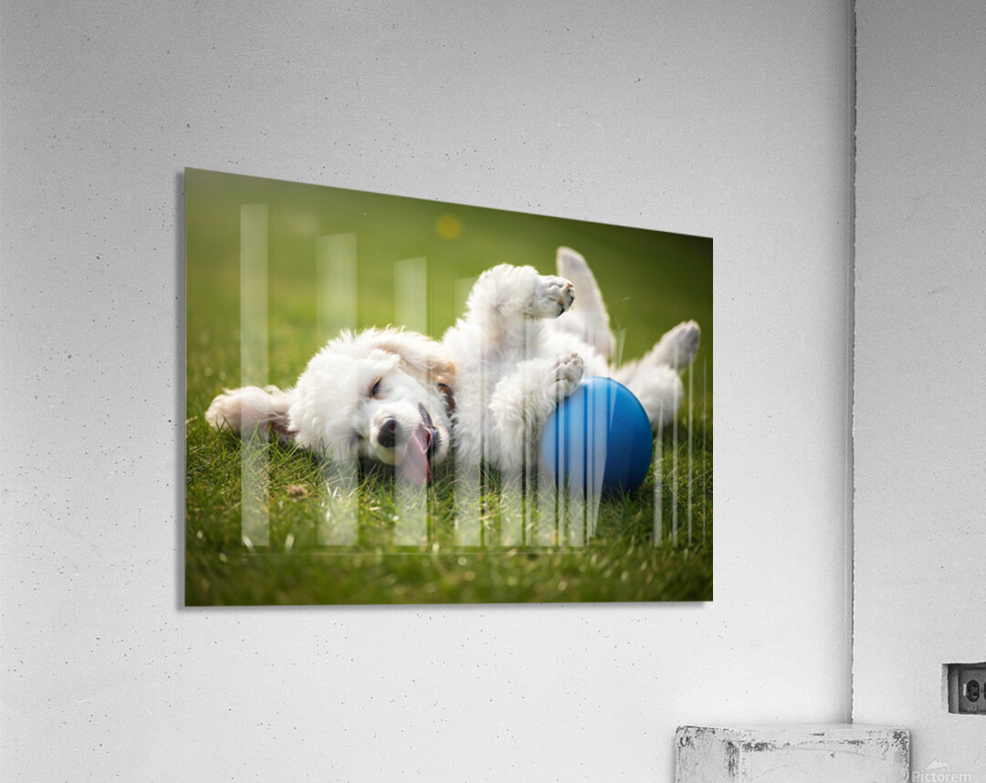 Tired Poodle Puppy Rests After Ball Play Acrylic Print