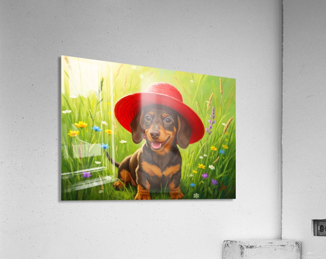 Dachshund Puppy Discovers A Giant Red Hat Acrylic Print