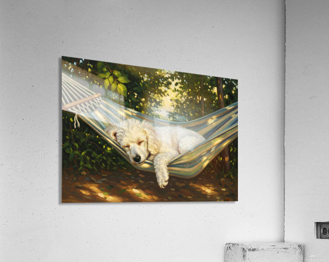 Poodle Puppy Naps In Hammock Acrylic Print