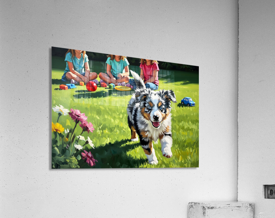 Australian Shepherd Puppy Meets New Friends Acrylic Print