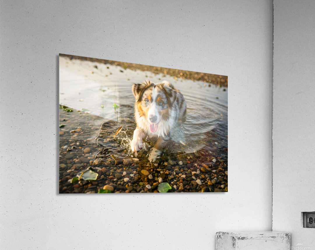 Playful Australian Shepherd Puppy Splashes In Shallow Tide Pool Acrylic Print